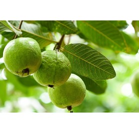 Guava Plant